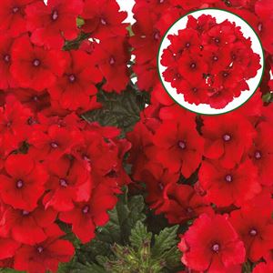 Bild von Verbena P12 Red